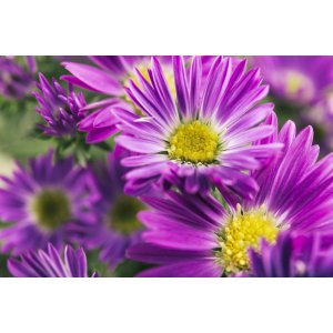 Astra krovitá (Aster ageratoides) ´JENNY´- kont.P9